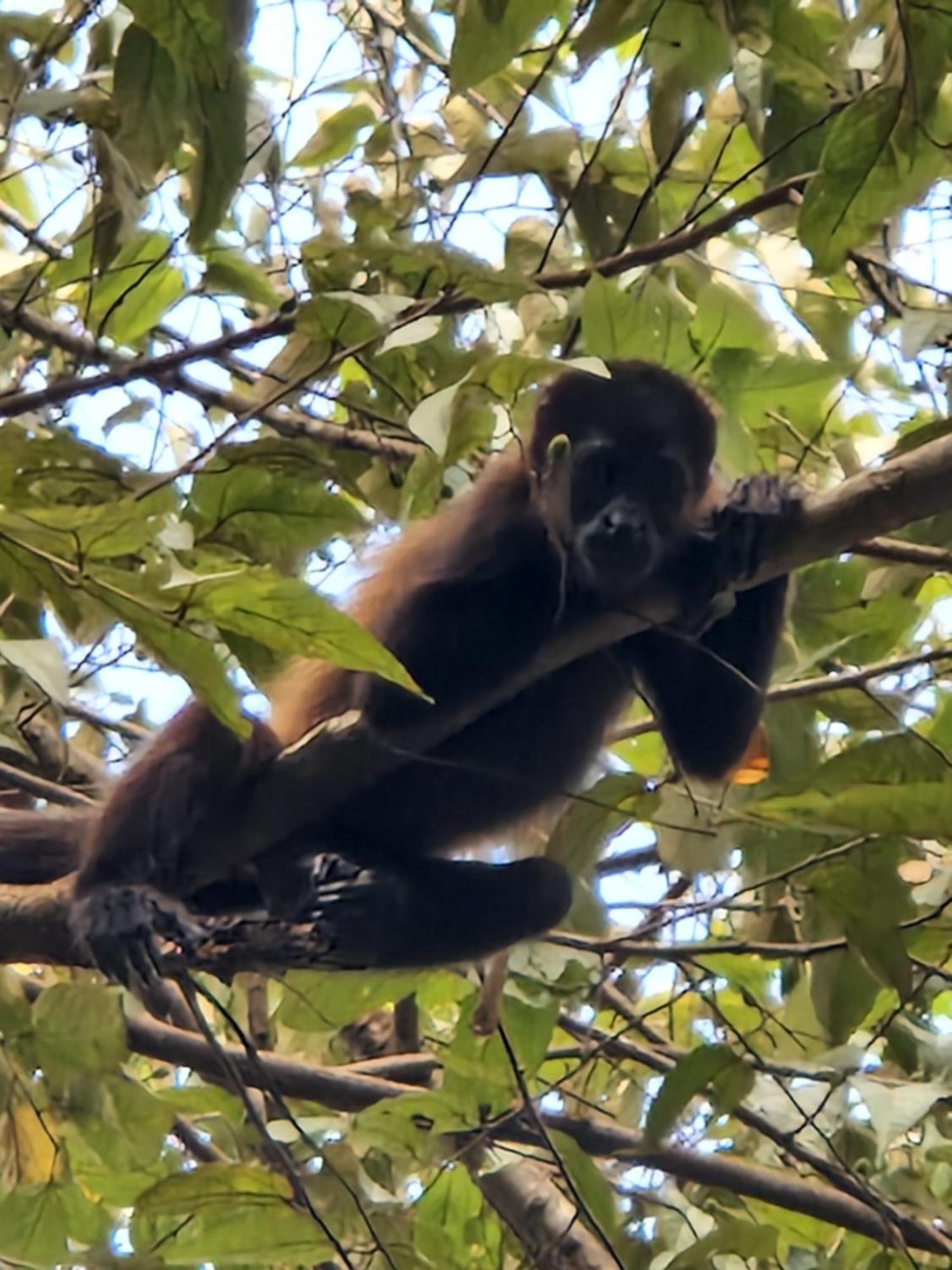 Villas Jungle 5 Sámara Dış mekan fotoğraf